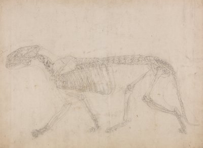 A Comparative Anatomical Exposition of the Structure of the Human Body with that of a Tiger and a Cow by George Stubbs